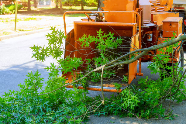 How Our Tree Care Process Works  in  Dorothy, NJ